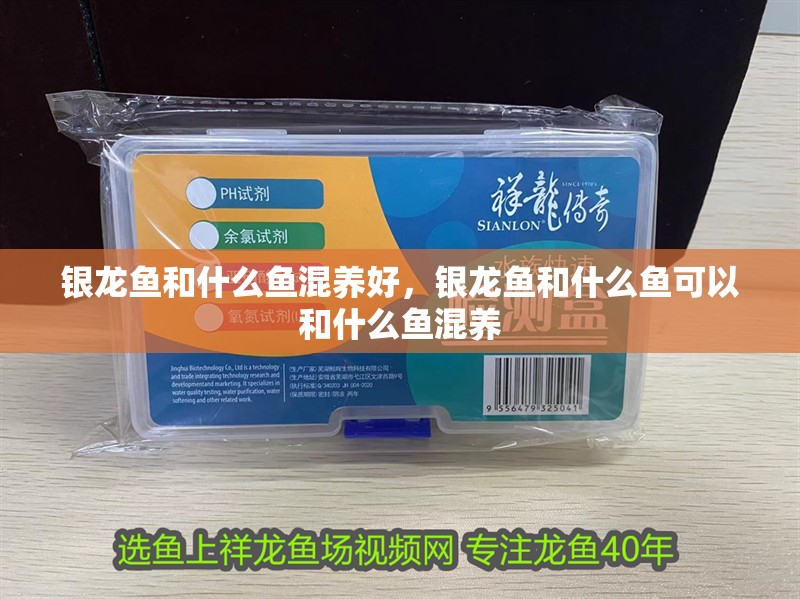 銀龍魚和什么魚混養好，銀龍魚和什么魚可以和什么魚混養 銀龍魚和什么魚混養好，銀龍魚和什么魚可以和什么魚混養 銀龍魚百科