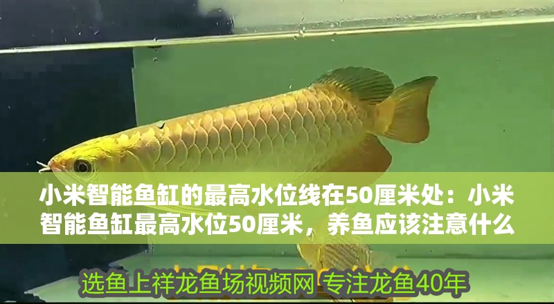 小米智能魚缸的最高水位線在50厘米處：小米智能魚缸最高水位50厘米，養(yǎng)魚應(yīng)該注意什么？