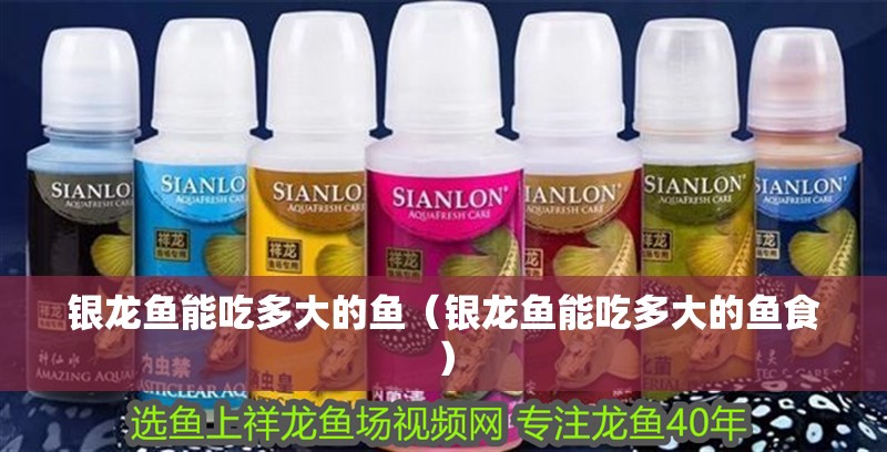 銀龍魚能吃多大的魚（銀龍魚能吃多大的魚食）