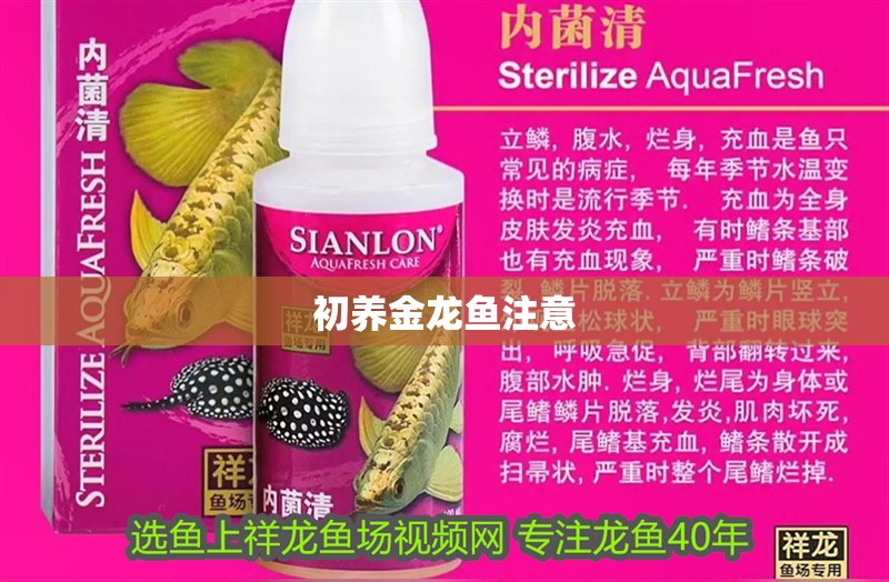 初養(yǎng)金龍魚注意