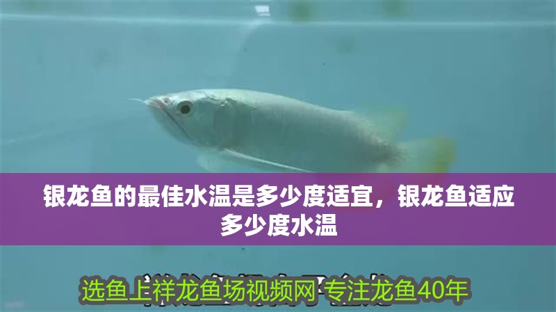 銀龍魚的最佳水溫是多少度適宜，銀龍魚適應多少度水溫