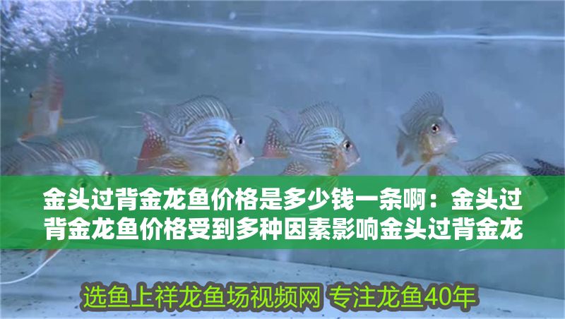 金頭過背金龍魚價格是多少錢一條啊：金頭過背金龍魚價格受到多種因素影響金頭過背金龍魚價格受影響