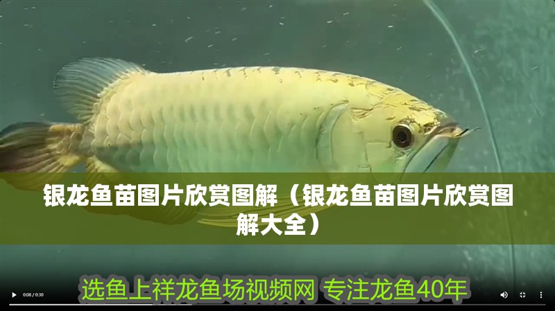 銀龍魚(yú)苗圖片欣賞圖解（銀龍魚(yú)苗圖片欣賞圖解大全）
