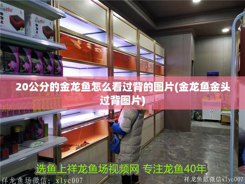 20公分的金龍魚怎么看過背的圖片(金龍魚金頭過背圖片) 20公分的金龍魚怎么看過背的圖片(金龍魚金頭過背圖片) 錦鯉魚百科 第1張