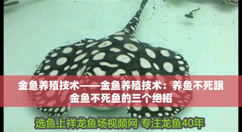 金魚養(yǎng)殖技術——金魚養(yǎng)殖技術：養(yǎng)魚不死跟金魚不死魚的三個絕招 金魚養(yǎng)殖技術——金魚養(yǎng)殖技術：養(yǎng)魚不死跟金魚不死魚的三個絕招 魚缸百科