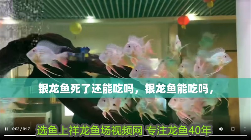 銀龍魚死了還能吃嗎，銀龍魚能吃嗎，