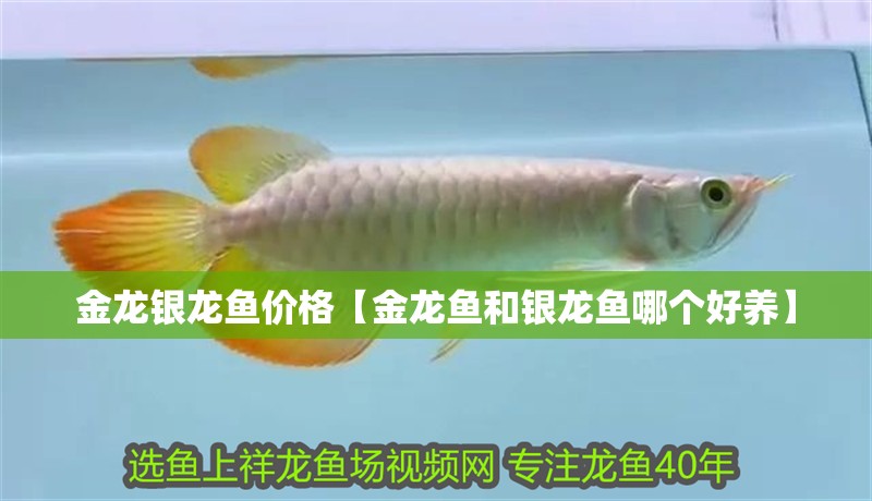 金龍銀龍魚價格【金龍魚和銀龍魚哪個好養】