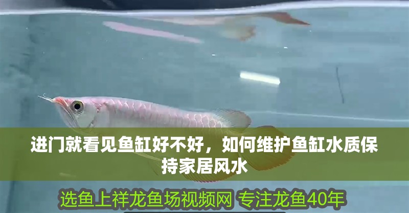 進(jìn)門就看見魚缸好不好，如何維護(hù)魚缸水質(zhì)保持家居風(fēng)水
