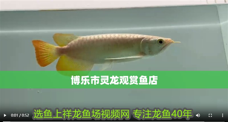 博樂市靈龍觀賞魚店