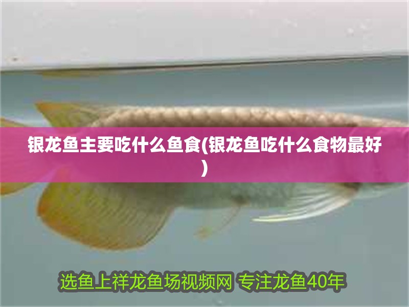 銀龍魚主要吃什么魚食(銀龍魚吃什么食物最好) 銀龍魚主要吃什么魚食(銀龍魚吃什么食物最好) 銀龍魚百科