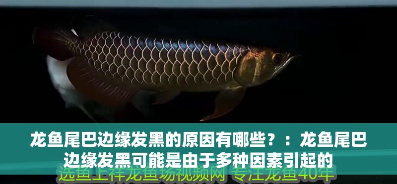龍魚尾巴邊緣發(fā)黑的原因有哪些？：龍魚尾巴邊緣發(fā)黑可能是由于多種因素引起的