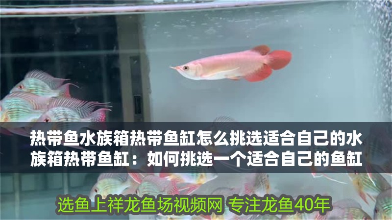 熱帶魚水族箱熱帶魚缸怎么挑選適合自己的水族箱熱帶魚缸：如何挑選一個適合自己的魚缸 熱帶魚水族箱熱帶魚缸怎么挑選適合自己的水族箱熱帶魚缸：如何挑選一個適合自己的魚缸 魚缸百科
