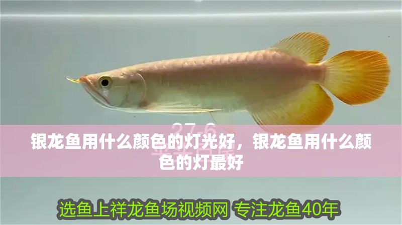 銀龍魚用什么顏色的燈光好，銀龍魚用什么顏色的燈最好