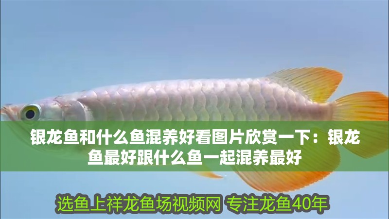 銀龍魚和什么魚混養好看圖片欣賞一下：銀龍魚最好跟什么魚一起混養最好