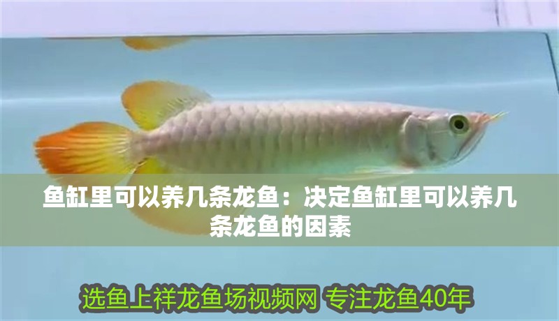 魚(yú)缸里可以養(yǎng)幾條龍魚(yú)：決定魚(yú)缸里可以養(yǎng)幾條龍魚(yú)的因素 魚(yú)缸里可以養(yǎng)幾條龍魚(yú)：決定魚(yú)缸里可以養(yǎng)幾條龍魚(yú)的因素 龍魚(yú)百科