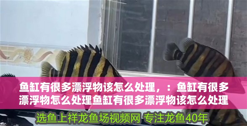 魚缸有很多漂浮物該怎么處理，：魚缸有很多漂浮物怎么處理魚缸有很多漂浮物該怎么處理 魚缸有很多漂浮物該怎么處理，：魚缸有很多漂浮物怎么處理魚缸有很多漂浮物該怎么處理 魚缸百科