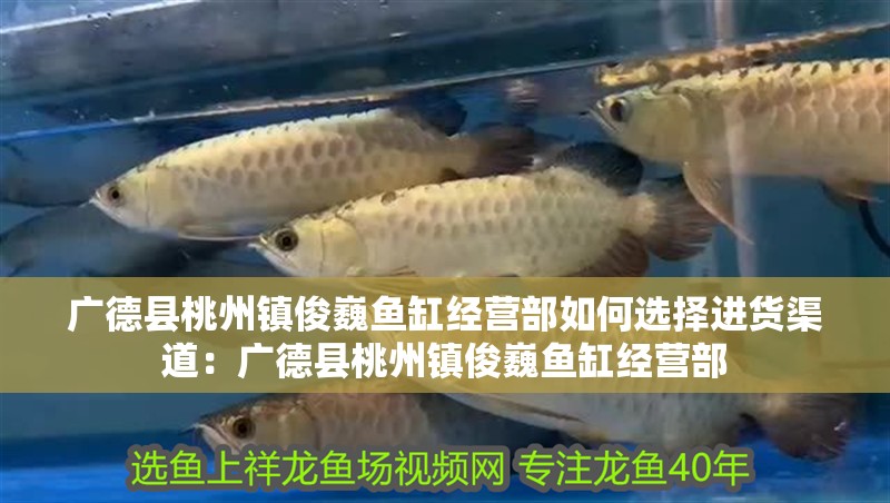 廣德縣桃州鎮俊巍魚缸經營部如何選擇進貨渠道：廣德縣桃州鎮俊巍魚缸經營部