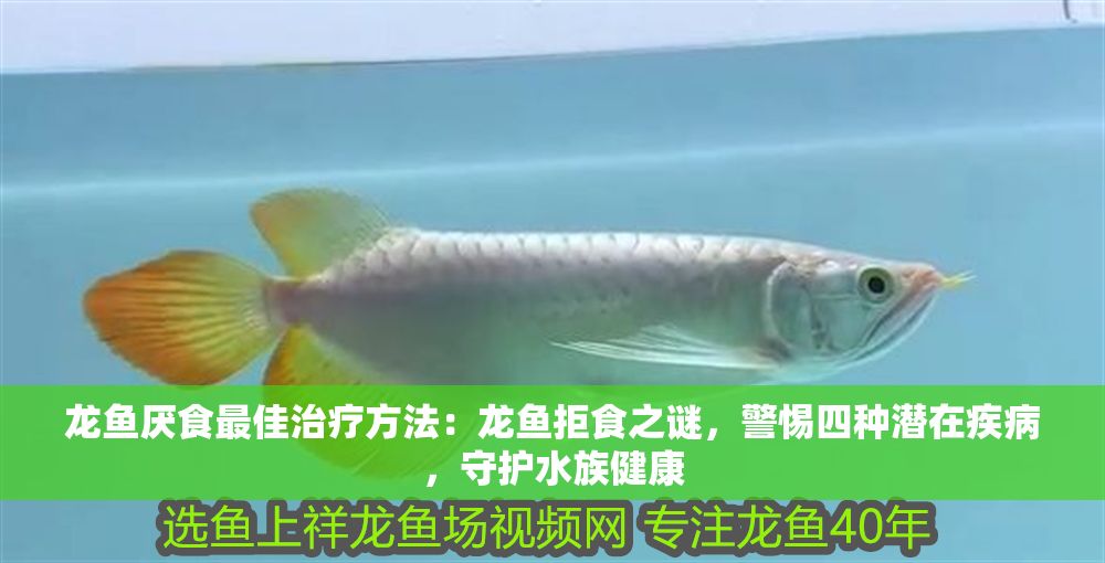 龍魚厭食最佳治療方法：龍魚拒食之謎，警惕四種潛在疾病，守護水族健康