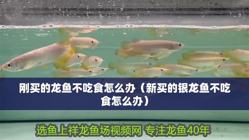 剛買的龍魚不吃食怎么辦（新買的銀龍魚不吃食怎么辦） 剛買的龍魚不吃食怎么辦（新買的銀龍魚不吃食怎么辦） 銀龍魚百科