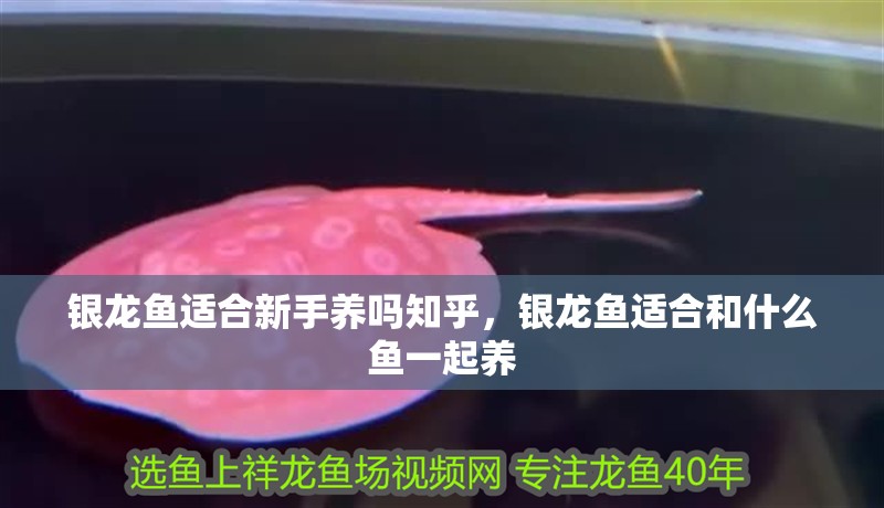 銀龍魚適合新手養(yǎng)嗎知乎，銀龍魚適合和什么魚一起養(yǎng)