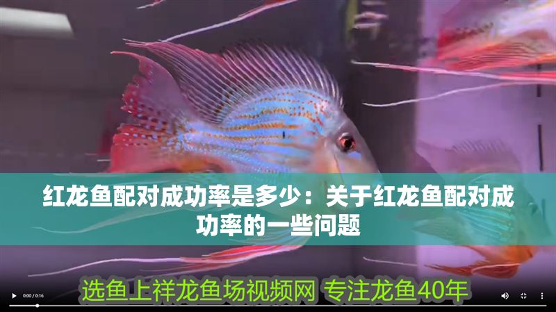 紅龍魚配對(duì)成功率是多少：關(guān)于紅龍魚配對(duì)成功率的一些問(wèn)題 紅龍魚配對(duì)成功率是多少：關(guān)于紅龍魚配對(duì)成功率的一些問(wèn)題 紅龍魚百科 第1張