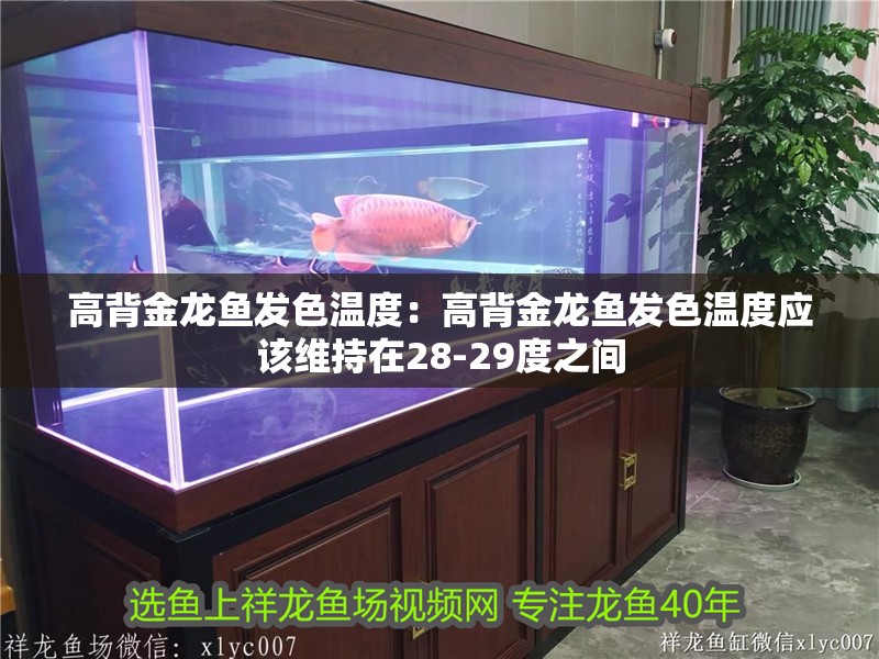 高背金龍魚(yú)發(fā)色溫度：高背金龍魚(yú)發(fā)色溫度應(yīng)該維持在28-29度之間