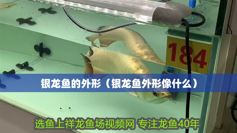 銀龍魚的外形（銀龍魚外形像什么）