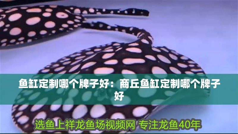 魚缸定制哪個牌子好：商丘魚缸定制哪個牌子好