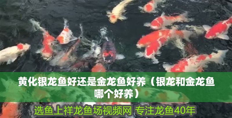 黃化銀龍魚好還是金龍魚好養（銀龍和金龍魚哪個好養）