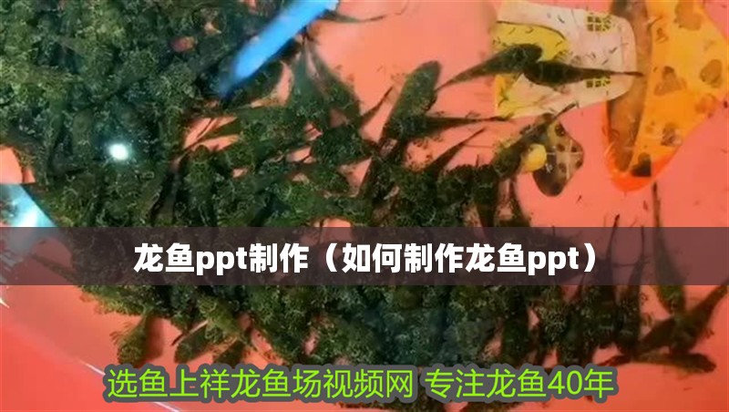 龍魚ppt制作（如何制作龍魚ppt）