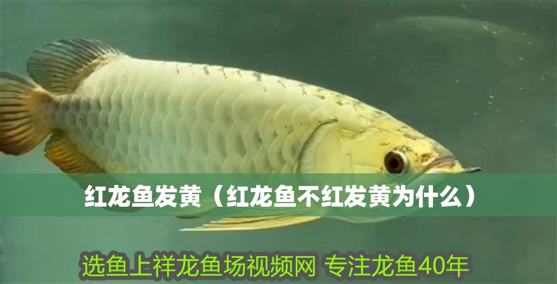 紅龍魚發(fā)黃（紅龍魚不紅發(fā)黃為什么）