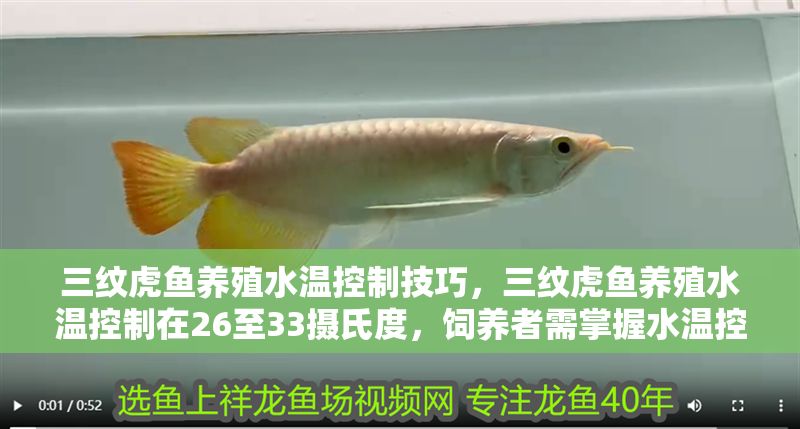 三紋虎魚養殖水溫控制技巧，三紋虎魚養殖水溫控制在26至33攝氏度，飼養者需掌握水溫控制技巧