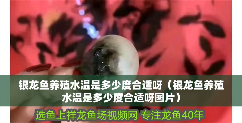 銀龍魚養殖水溫是多少度合適呀（銀龍魚養殖水溫是多少度合適呀圖片）