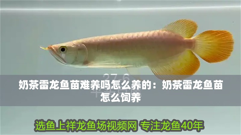 我的虎魚真菌感染了要怎么處理 奶茶雷龍魚苗難養(yǎng)嗎怎么養(yǎng)的:奶茶雷龍魚苗怎么飼養(yǎng) 龍魚百科 奶茶雷龍魚苗難養(yǎng)嗎怎么養(yǎng)的:奶茶雷龍魚苗怎么飼養(yǎng) 奶茶雷龍魚苗難養(yǎng)嗎怎么養(yǎng)的:奶茶雷龍魚苗怎么飼養(yǎng) 龍魚百科
