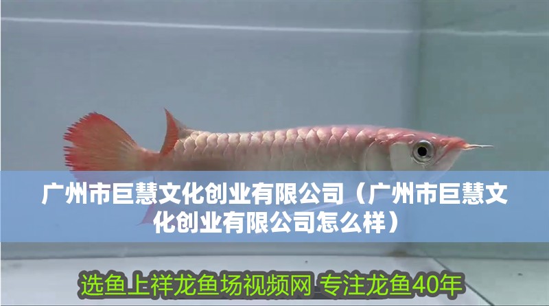 廣州市巨慧文化創業有限公司（廣州市巨慧文化創業有限公司怎么樣） 廣州市巨慧文化創業有限公司（廣州市巨慧文化創業有限公司怎么樣） 全國水族館企業名錄