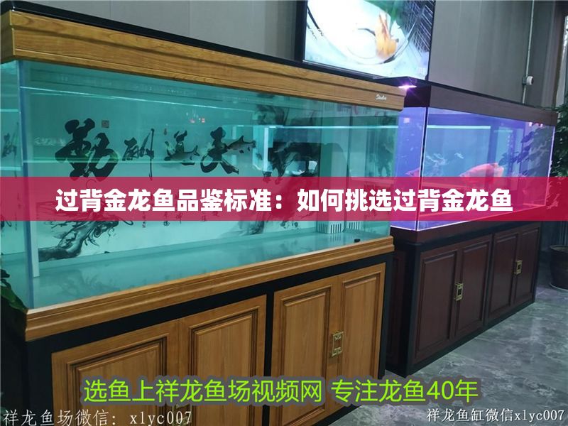 過背金龍魚品鑒標準：如何挑選過背金龍魚
