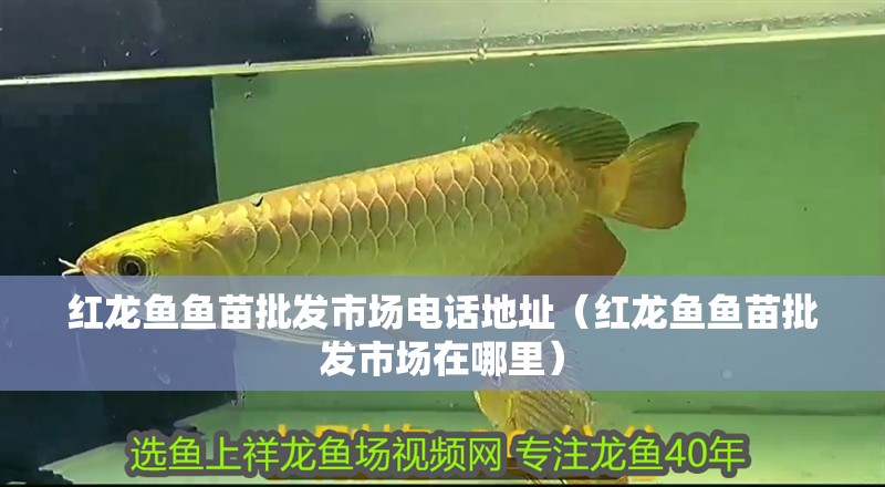 紅龍魚魚苗批發市場電話地址（紅龍魚魚苗批發市場在哪里）