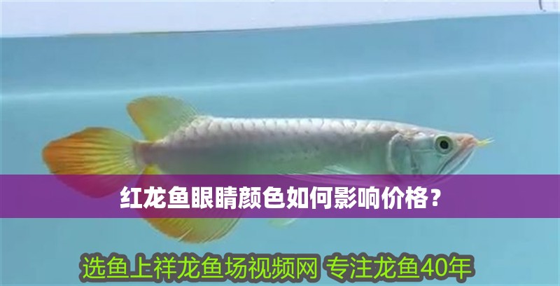 紅龍魚眼睛顏色如何影響價格？ 紅龍魚眼睛顏色如何影響價格？ 龍魚論壇