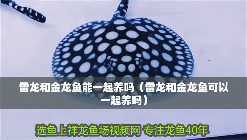 魚缸過濾器選購指南:自制魚缸過濾器魚缸上置過濾器對于養魚愛好者的必備知識 雷龍和金龍魚能一起養嗎(雷龍和金龍魚可以一起養嗎) 龍魚百科 雷龍和金龍魚能一起養嗎(雷龍和金龍魚可以一起養嗎) 雷龍和金龍魚能一起養嗎(雷龍和金龍魚可以一起養嗎) 龍魚百科