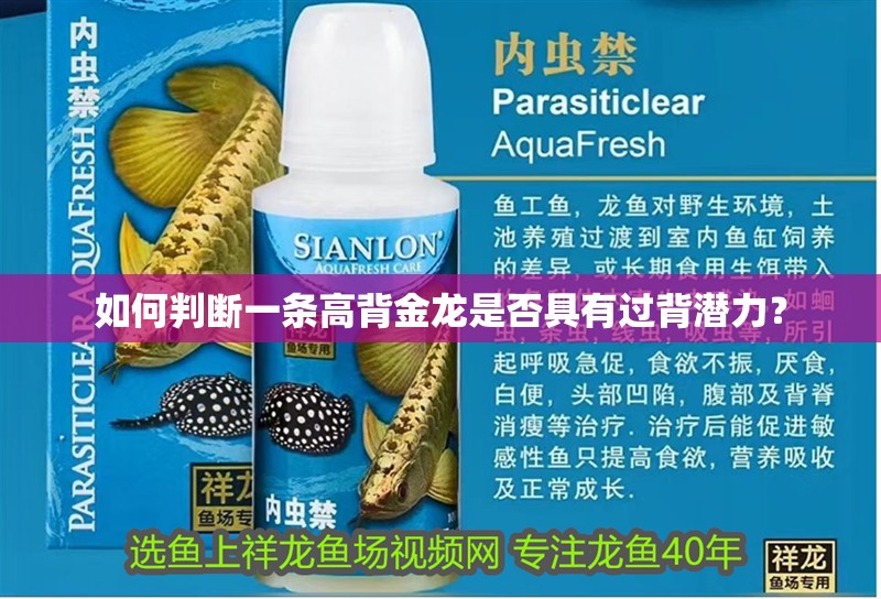 魚缸過濾器選購指南:自制魚缸過濾器魚缸上置過濾器對于養魚愛好者的必備知識 如何判斷一條高背金龍是否具有過背潛力? 龍魚論壇 如何判斷一條高背金龍是否具有過背潛力? 如何判斷一條高背金龍是否具有過背潛力? 龍魚論壇