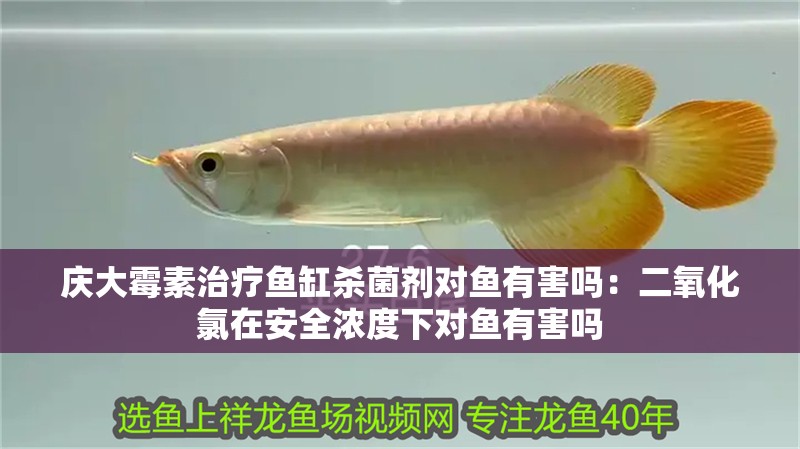 慶大霉素治療魚缸殺菌劑對魚有害嗎：二氧化氯在安全濃度下對魚有害嗎 慶大霉素治療魚缸殺菌劑對魚有害嗎：二氧化氯在安全濃度下對魚有害嗎 魚缸百科