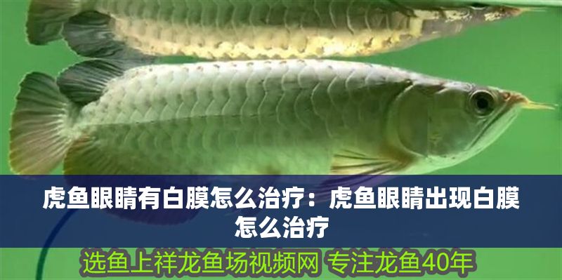 虎魚眼睛有白膜怎么治療:虎魚眼睛出現白膜怎么治療 虎魚百科 第2張 虎魚眼睛有白膜怎么治療:虎魚眼睛出現白膜怎么治療 虎魚眼睛有白膜怎么治療:虎魚眼睛出現白膜怎么治療 虎魚百科 第2張
