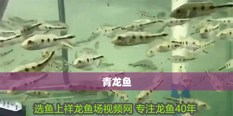 青龍魚