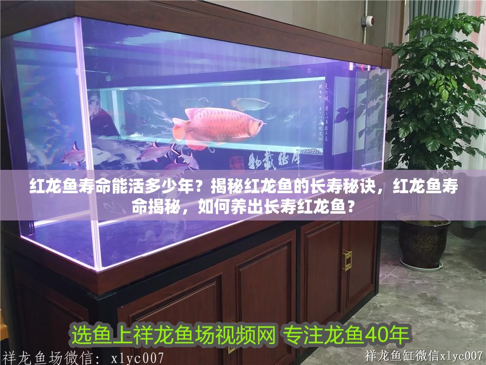 紅龍魚壽命能活多少年？揭秘紅龍魚的長壽秘訣，紅龍魚壽命揭秘，如何養出長壽紅龍魚？