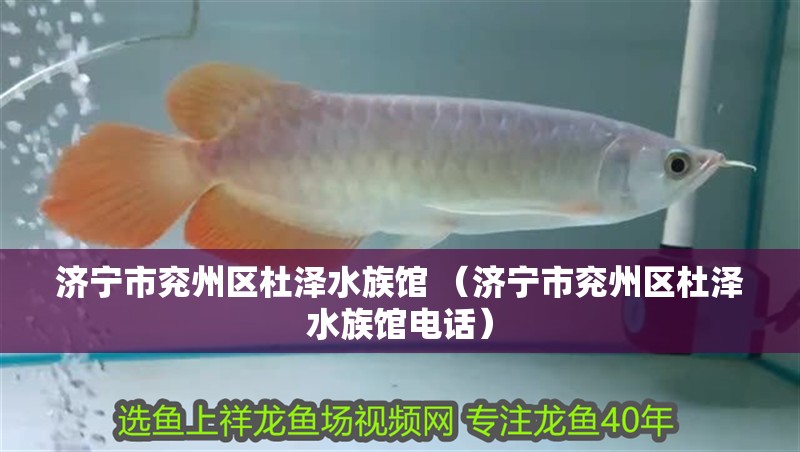 濟寧市兗州區杜澤水族館 （濟寧市兗州區杜澤水族館電話） 濟寧市兗州區杜澤水族館 （濟寧市兗州區杜澤水族館電話） 全國水族館企業名錄