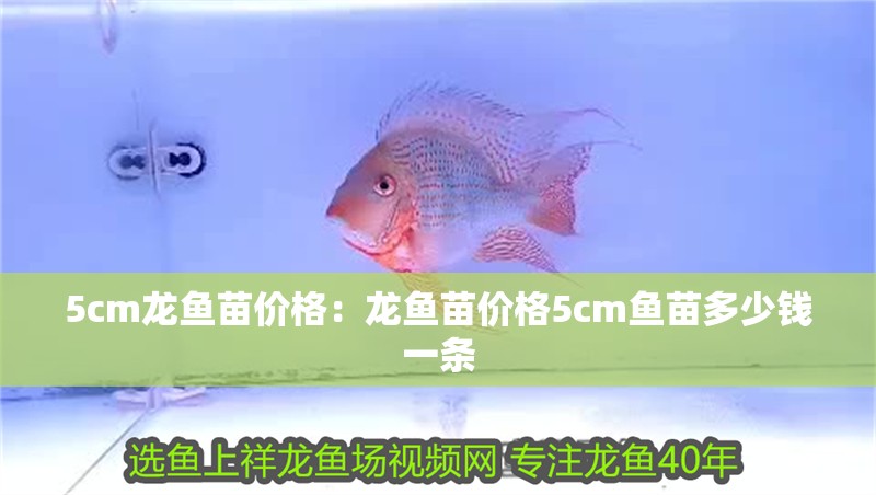 5cm龍魚苗價(jià)格：龍魚苗價(jià)格5cm魚苗多少錢一條 5cm龍魚苗價(jià)格：龍魚苗價(jià)格5cm魚苗多少錢一條 龍魚百科