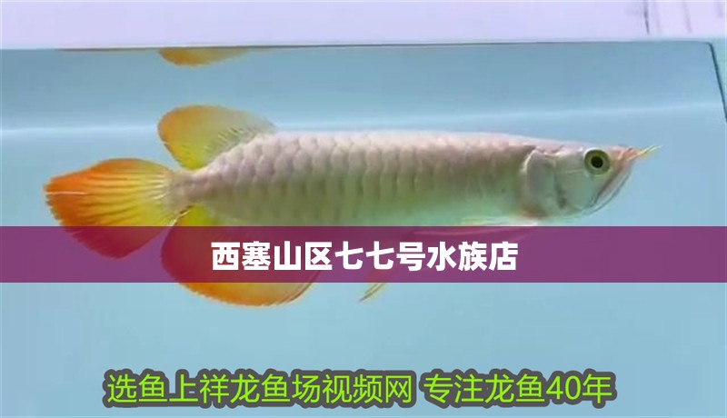 西塞山區七七號水族店