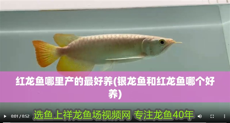 紅龍魚哪里產的最好養(銀龍魚和紅龍魚哪個好養)