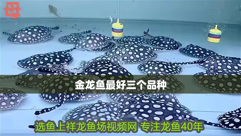 鸚鵡魚和銀龍魚混養怎樣喂食 金龍魚最好三個品種 龍魚論壇 金龍魚最好三個品種 金龍魚最好三個品種 龍魚論壇