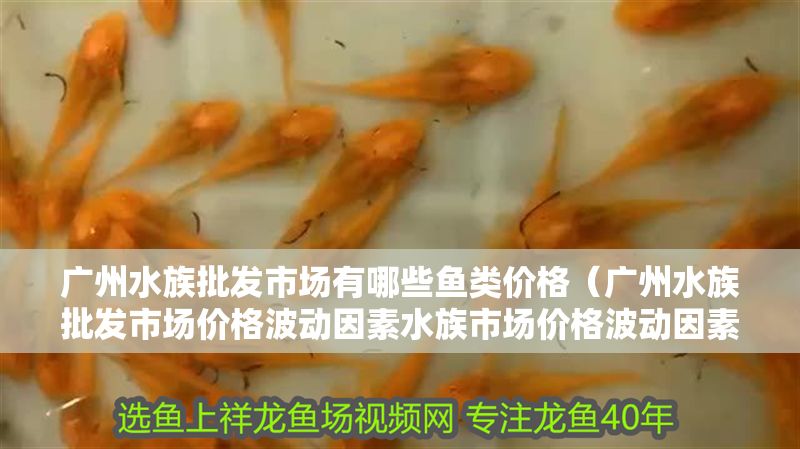廣州水族批發(fā)市場有哪些魚類價格（廣州水族批發(fā)市場價格波動因素水族市場價格波動因素）